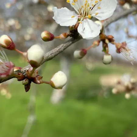 Magnone Vacance - Belle Vue Landhuis Lavercantière